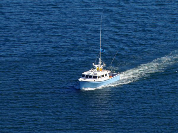 Wicked Tuna - Lutter pour survrivre