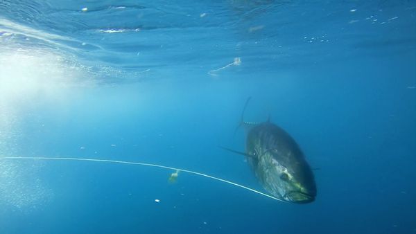 Wicked Tuna - Pour le meilleur ou pour le pire