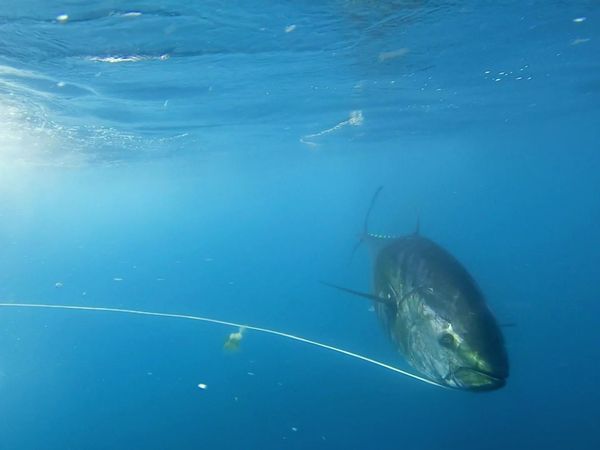 Wicked Tuna - Pour le meilleur ou pour le pire