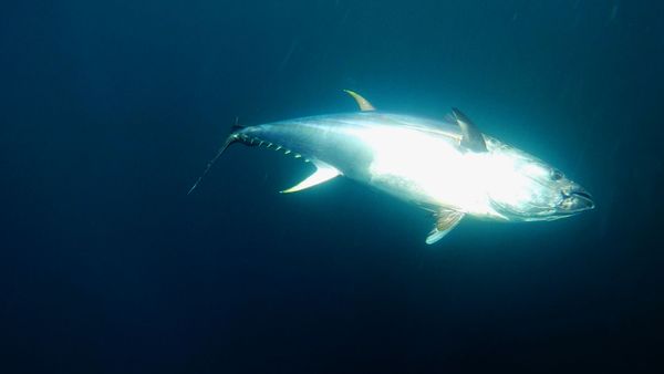 Wicked Tuna - Point de rupture
