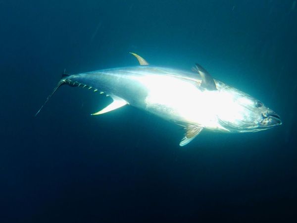 Wicked Tuna - Point de rupture