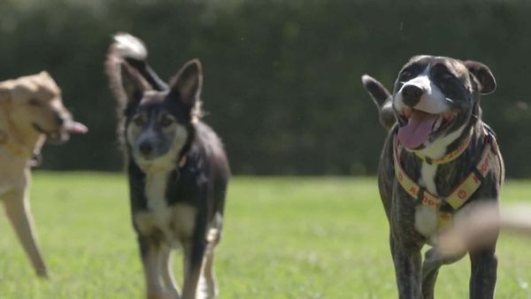 A Dog for Life - The Xesha's and The Vockerodt's