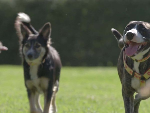 A Dog for Life - The Xesha's and The Vockerodt's
