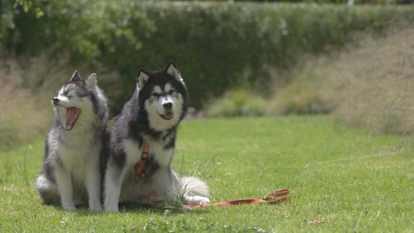 A Dog for Life - The Boolah's and Nikki