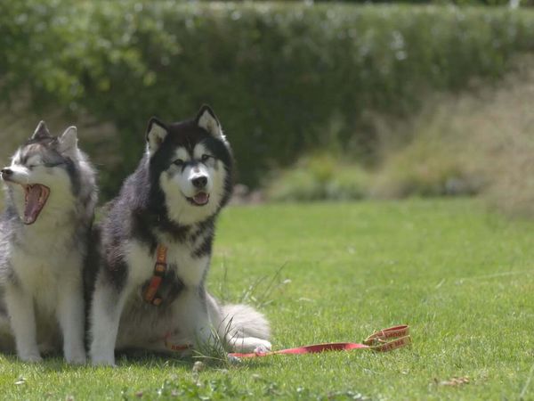 A Dog for Life - The Boolah's and Nikki