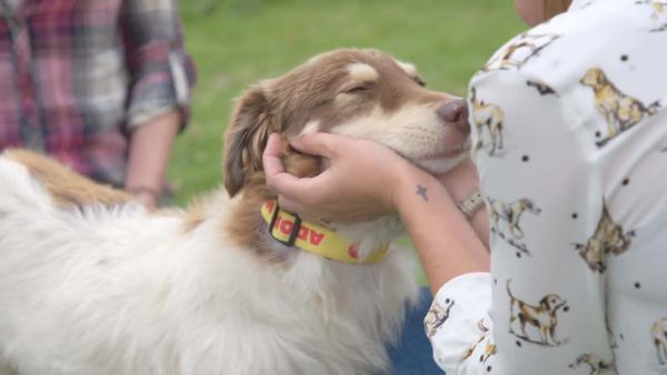 A Dog for Life - Lucy and Kat