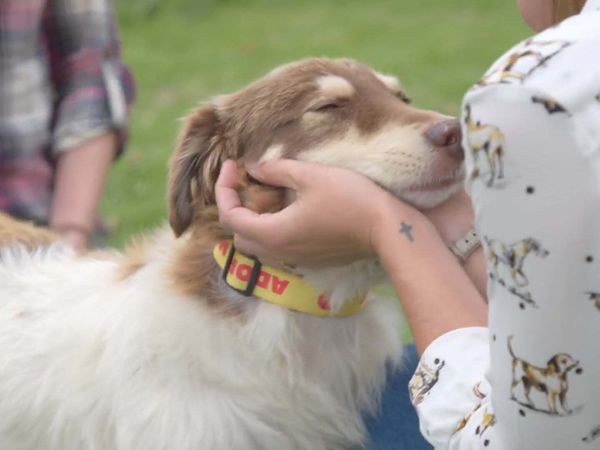 A Dog for Life - Lucy and Kat