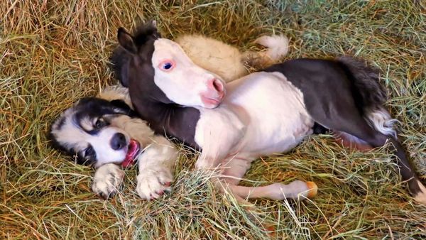 Dog's Best Friend: Cutest Canine Companions - Wild Friends