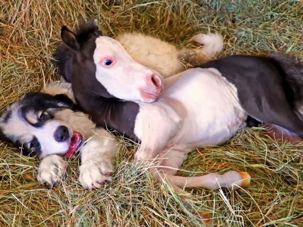 Dog's Best Friend: Cutest Canine Companions - Wild Friends