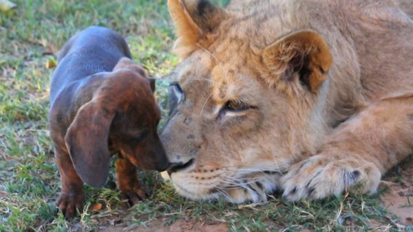 Dog's Best Friend: Cutest Canine Companions - Inseparable Outsiders