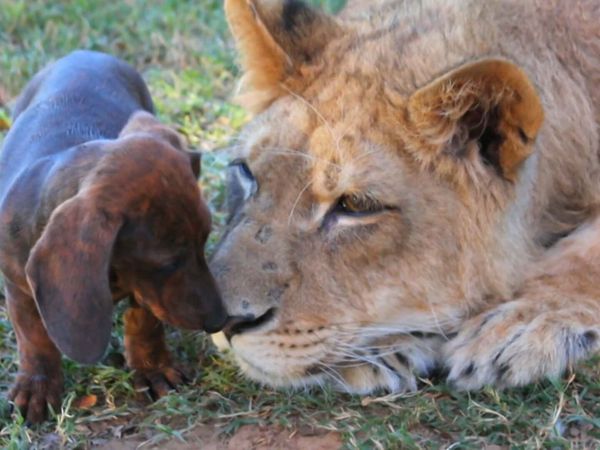 Dog's Best Friend: Cutest Canine Companions - Inseparable Outsiders