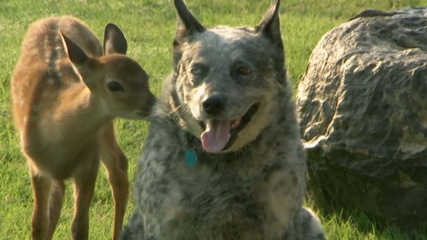 Dog's Best Friend: Cutest Canine Companions - Youthful Playmates