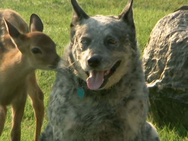 Dog's Best Friend: Cutest Canine Companions - Youthful Playmates