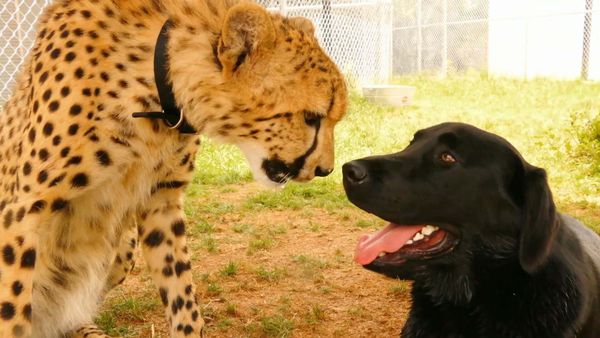 Dog's Best Friend: Cutest Canine Companions - Hondo and Mateo