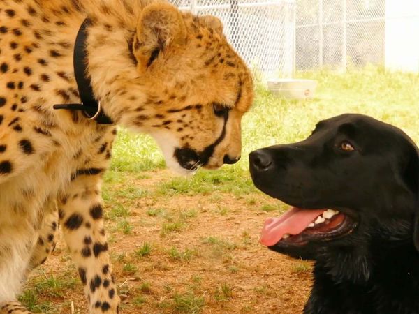 Dog's Best Friend: Cutest Canine Companions - Hondo and Mateo