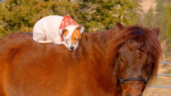 Dog's Best Friend: Cutest Canine Companions - Small Yet Mighty