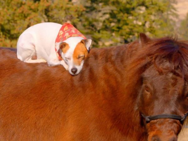Dog's Best Friend: Cutest Canine Companions - Small Yet Mighty