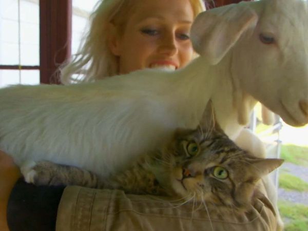 Dog's Best Friend: Cutest Canine Companions - Unlikely Comfort
