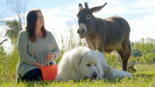 Dog's Best Friend: Cutest Canine Companions - A Pack of Misfits