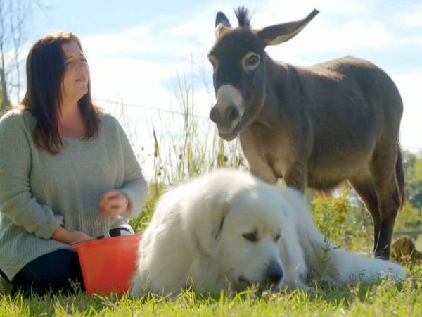 Dog's Best Friend: Cutest Canine Companions - A Pack of Misfits