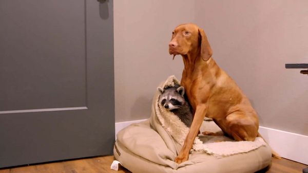 Dog's Best Friend: Cutest Canine Companions - Brothers in Snouts