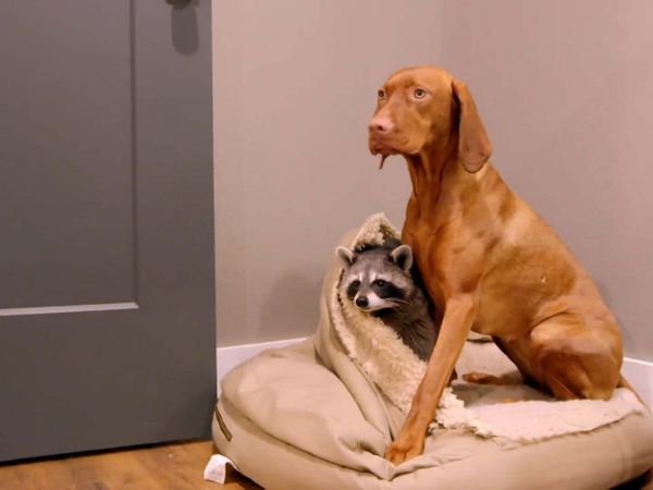 Dog's Best Friend: Cutest Canine Companions - Brothers in Snouts