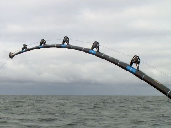 Wicked Tuna - Mauvais sang