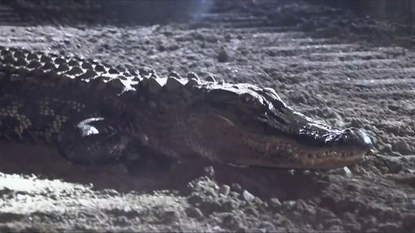 On Patrol: Live - Alligator Incident