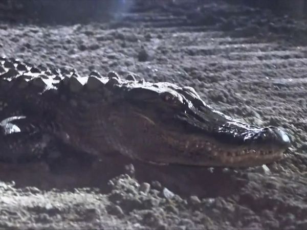 On Patrol: Live - Alligator Incident
