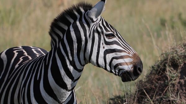 No Luggage - Ngorongoro Conservation Area