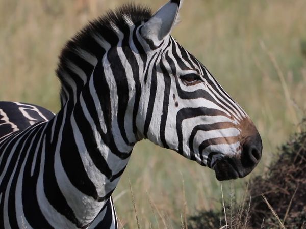 No Luggage - Ngorongoro Conservation Area