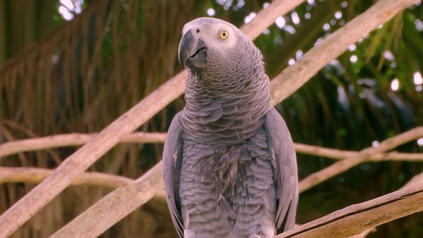 No Luggage - Bird Park