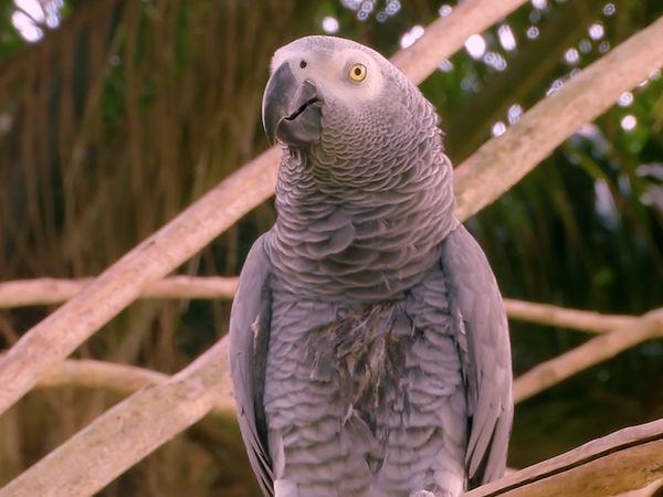 No Luggage - Bird Park