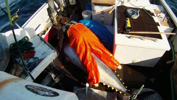 Wicked Tuna - La paie est un poisson