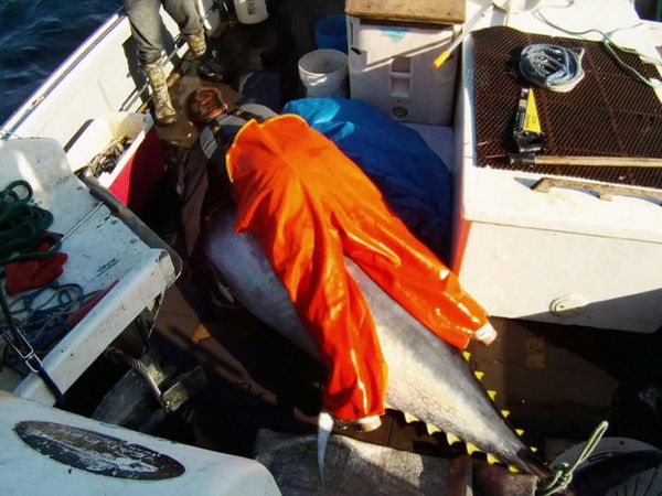 Wicked Tuna - La paie est un poisson