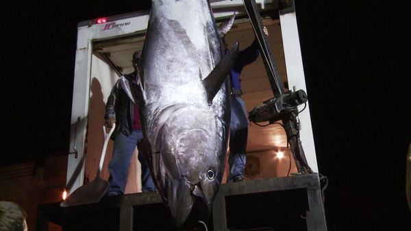 Wicked Tuna - Les guerriers du week-end