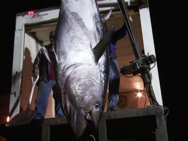 Wicked Tuna - Les guerriers du week-end