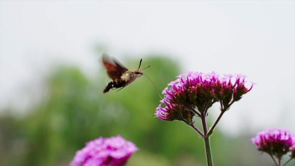 Milagros ocultos de la naturaleza - La Vida Secreta de las Plantas