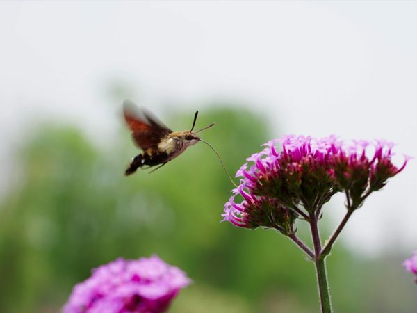 Milagros ocultos de la naturaleza - La Vida Secreta de las Plantas