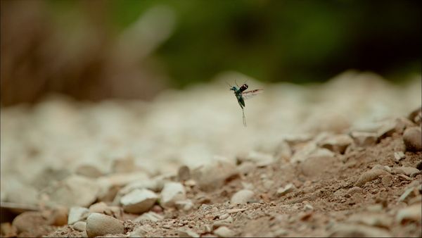 Milagros ocultos de la naturaleza - Insectos Super Adaptables