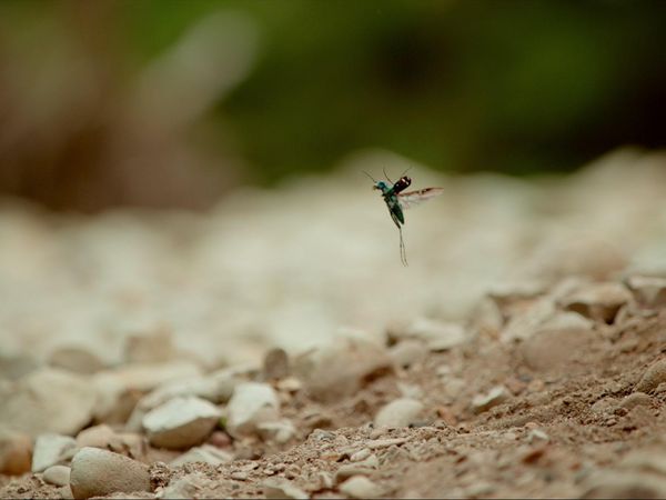 Milagros ocultos de la naturaleza - Insectos Super Adaptables