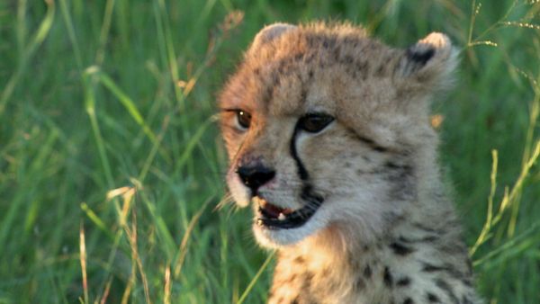 Wild Dynasties - Growing Up Wild