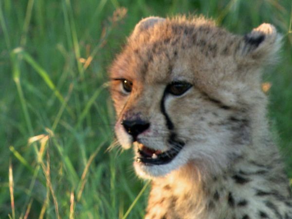 Wild Dynasties - Growing Up Wild