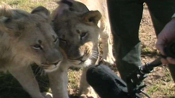 Vets on the Wild Side - Episode 1