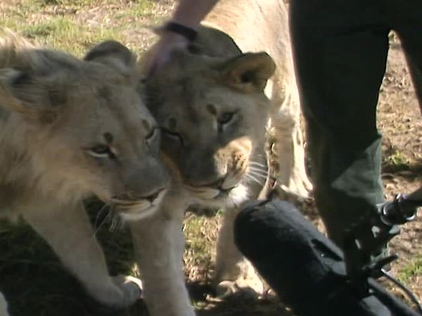 Vets on the Wild Side - Episode 1