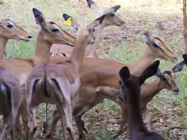 Vets on the Wild Side - Episode 2
