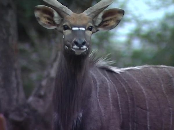 Vets on the Wild Side - Episode 5
