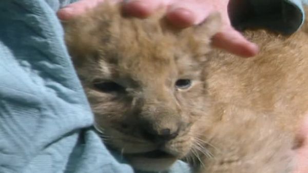Vets on the Wild Side - Episode 8