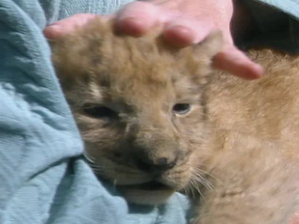 Vets on the Wild Side - Episode 8