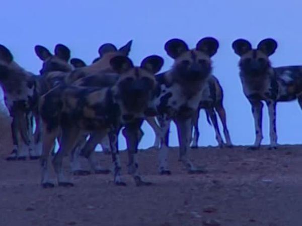 Vets on the Wild Side - Episode 9